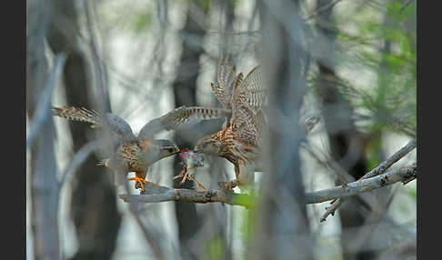 Merlin (Falco columbarius)