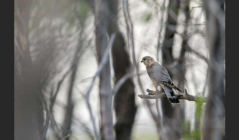 Merlin (Falco columbarius)