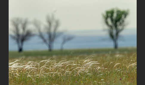 Federgras (Stipa spec.)