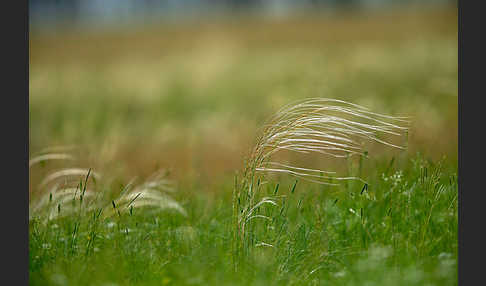 Federgras (Stipa spec.)