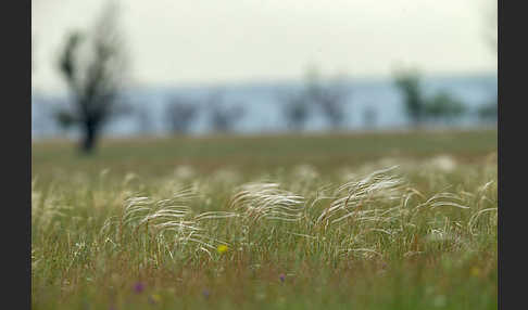 Federgras (Stipa spec.)