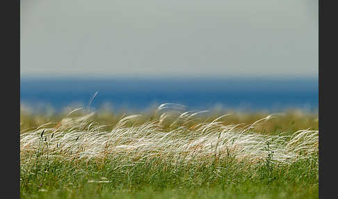 Federgras (Stipa spec.)