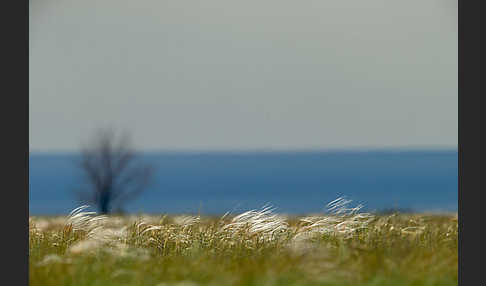 Federgras (Stipa spec.)