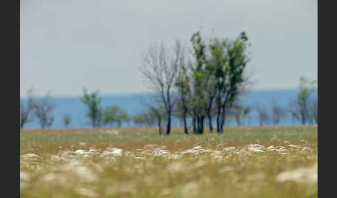 Federgras (Stipa spec.)