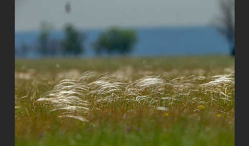 Federgras (Stipa spec.)