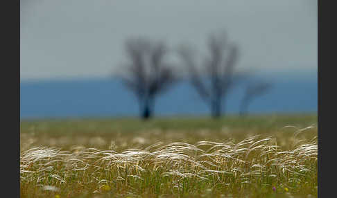 Federgras (Stipa spec.)