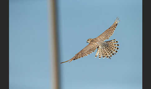 Merlin (Falco columbarius)