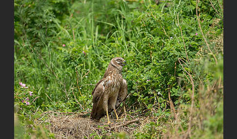 Steppenweihe (Circus macrourus)