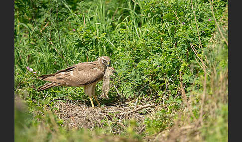 Gelbziesel (Spermophilus fulvus)