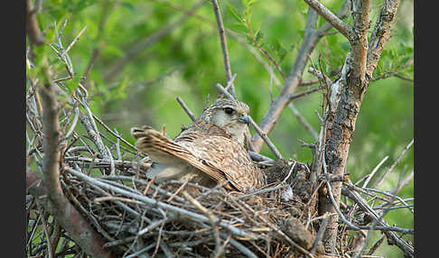 Merlin (Falco columbarius)