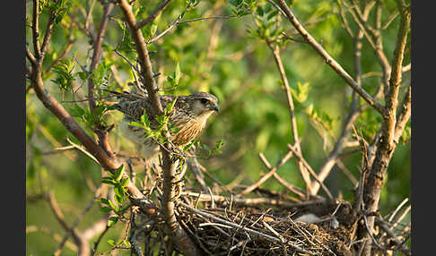 Merlin (Falco columbarius)