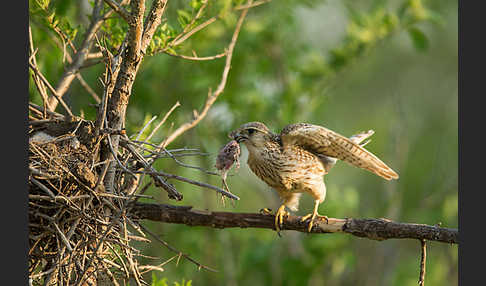 Merlin (Falco columbarius)