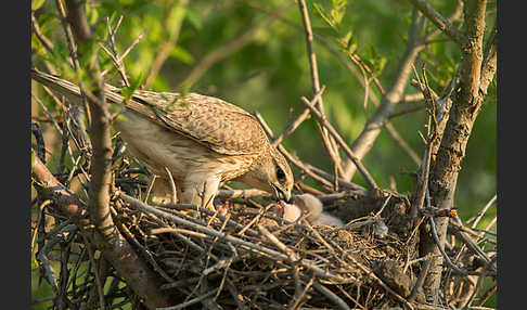 Merlin (Falco columbarius)