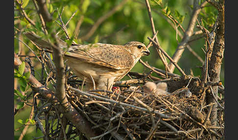 Merlin (Falco columbarius)