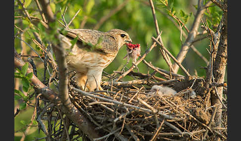 Merlin (Falco columbarius)