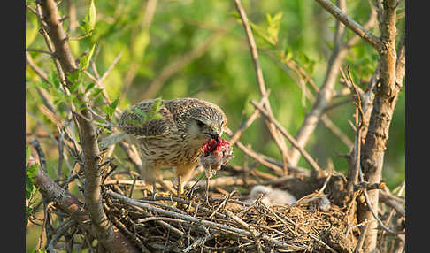 Merlin (Falco columbarius)