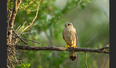 Merlin (Falco columbarius)