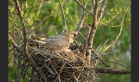 Merlin (Falco columbarius)