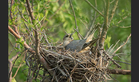 Merlin (Falco columbarius)