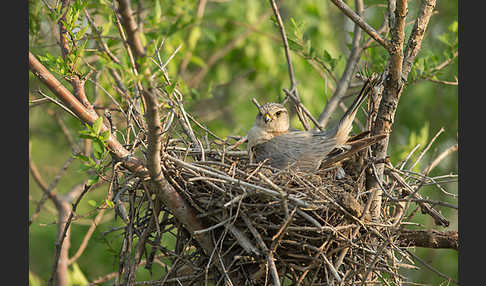 Merlin (Falco columbarius)