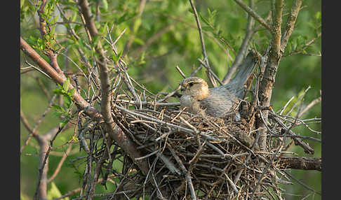 Merlin (Falco columbarius)