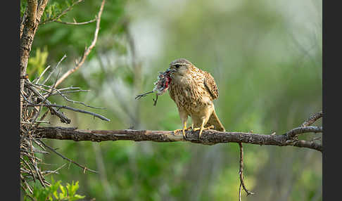 Merlin (Falco columbarius)