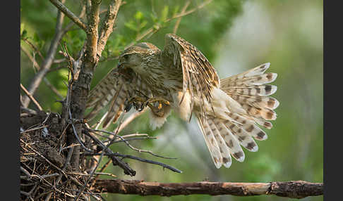 Merlin (Falco columbarius)