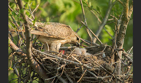 Merlin (Falco columbarius)