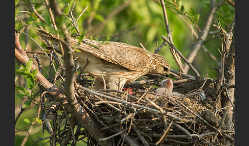 Merlin (Falco columbarius)