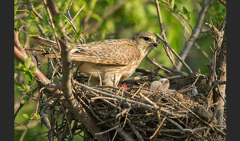 Merlin (Falco columbarius)