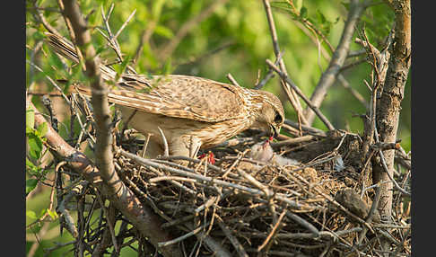 Merlin (Falco columbarius)