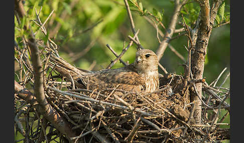 Merlin (Falco columbarius)