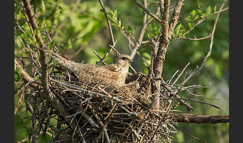 Merlin (Falco columbarius)