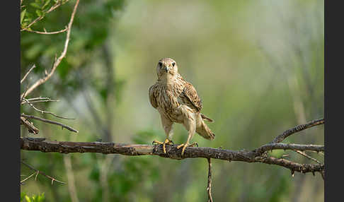 Merlin (Falco columbarius)