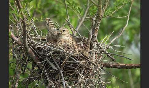 Merlin (Falco columbarius)