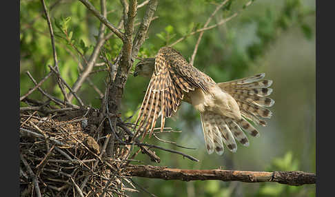 Merlin (Falco columbarius)