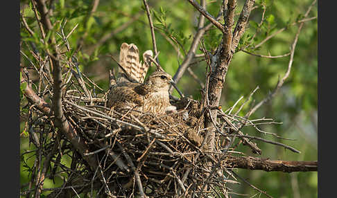 Merlin (Falco columbarius)