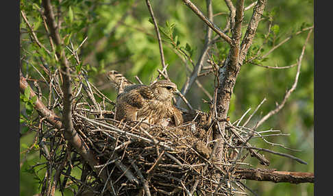 Merlin (Falco columbarius)