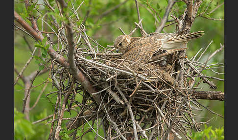 Merlin (Falco columbarius)