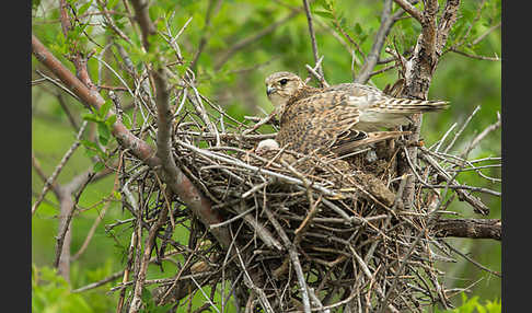 Merlin (Falco columbarius)