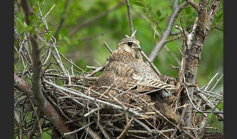 Merlin (Falco columbarius)