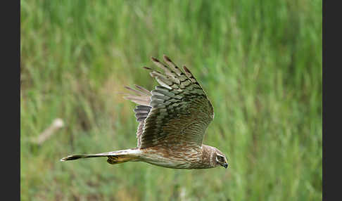 Steppenweihe (Circus macrourus)