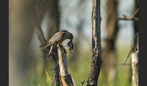 Merlin (Falco columbarius)