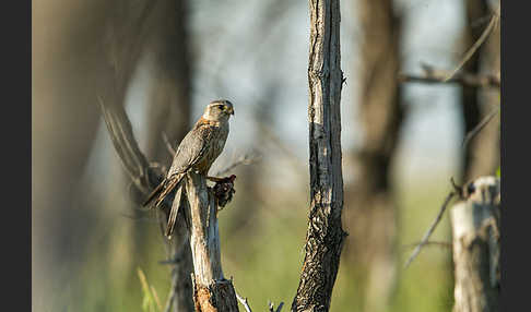 Merlin (Falco columbarius)