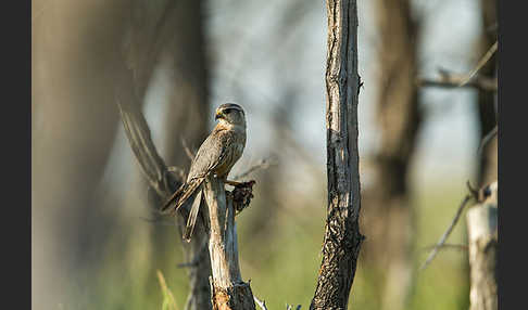 Merlin (Falco columbarius)