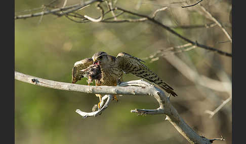 Merlin (Falco columbarius)