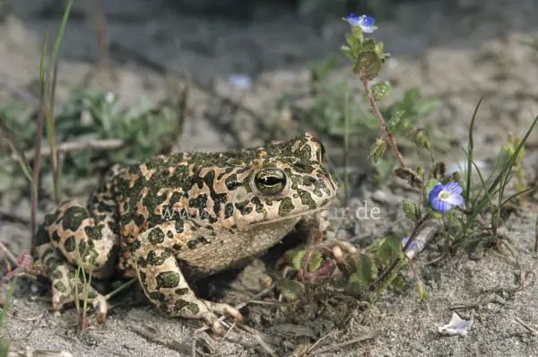 Fokus-Natur Bild