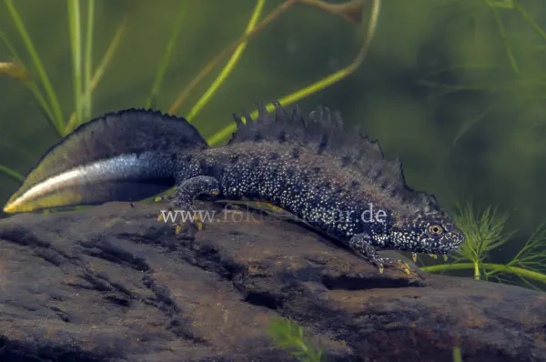 Fokus-Natur Bild