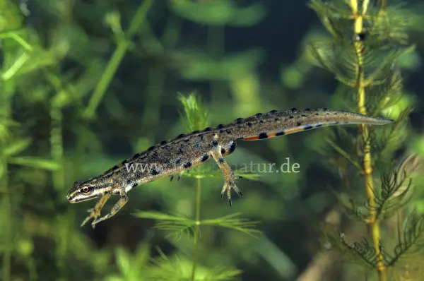 Fokus-Natur Bild