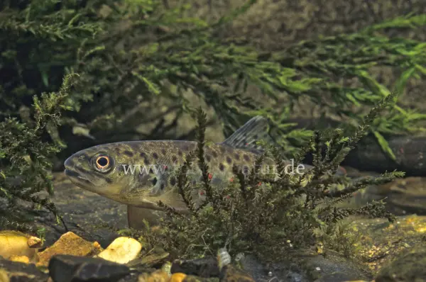 Fokus-Natur Bild